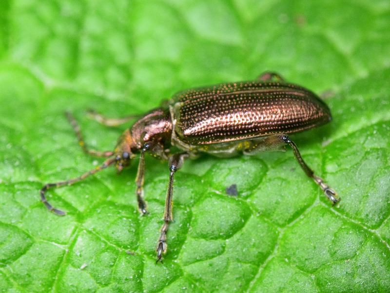 Plateumaris sericea (Linnaeus, 1761)